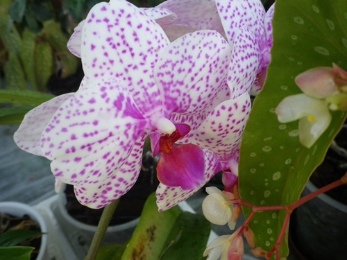 Phalaenopsis sp.(cfr. Brother Little Spott'' ) (Orchidaceae)